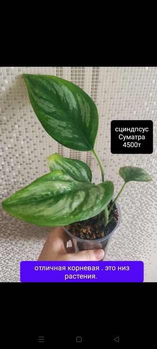 Сциндпсус от 1800т