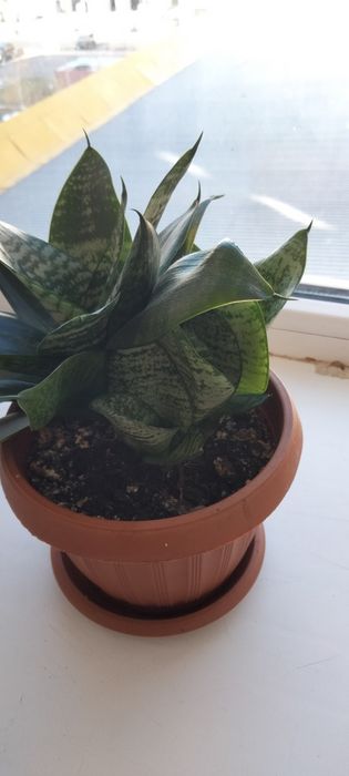 Обмен комнатными цветочками