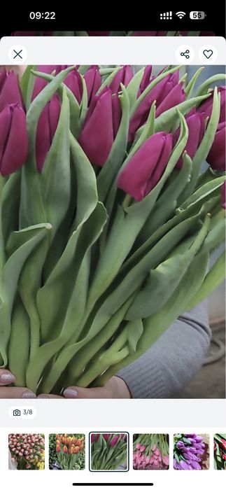 Тюльпаны на заказ к 8 марта премиум