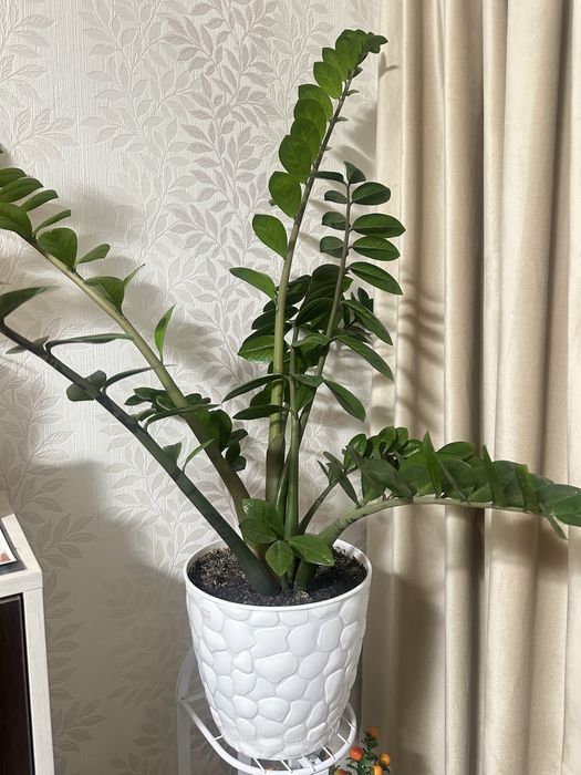 Фикус замиокулькас