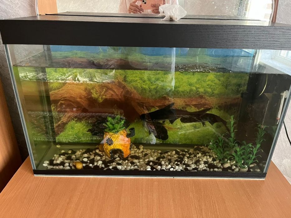 Аквариум на 100 литров