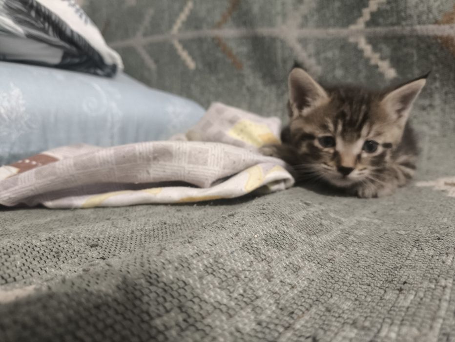 Отдам котят в добрые руки