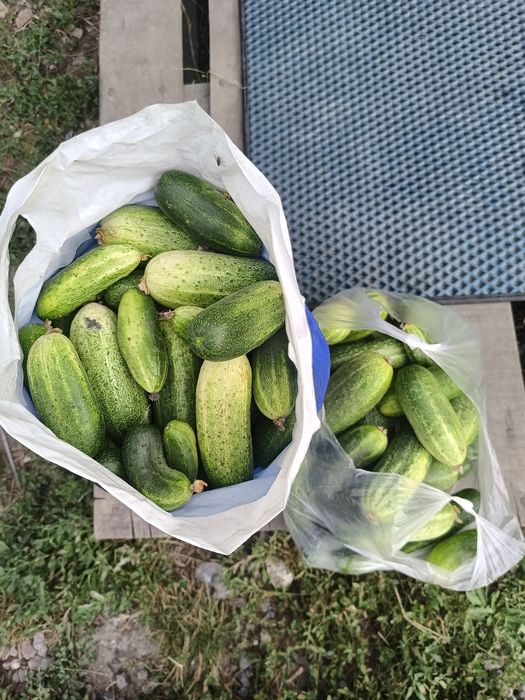 Продам помидоры  домашние