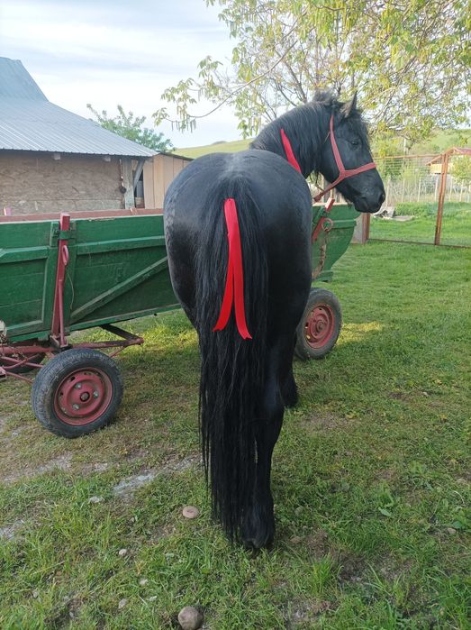 Vad armăsar metis de friz de 3 ,5 ani