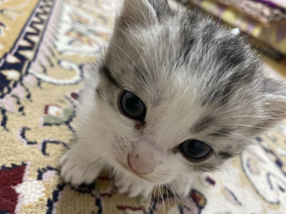 Кот шотладский прямоухи