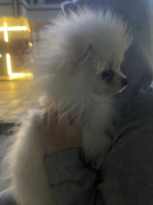 Продается шпиц !!!