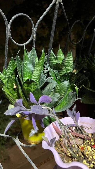 Растения для вашего дома и офиса