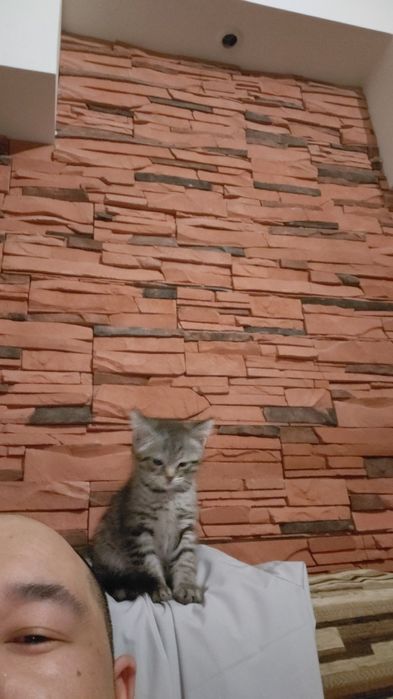 Катёнок мальчик в добрые руки