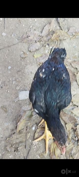 Дакан хўроз Шамо