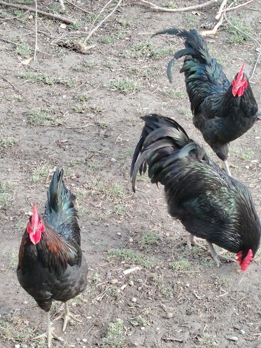 Zoti toza avstralop xo'rozlari tezda sotiladi