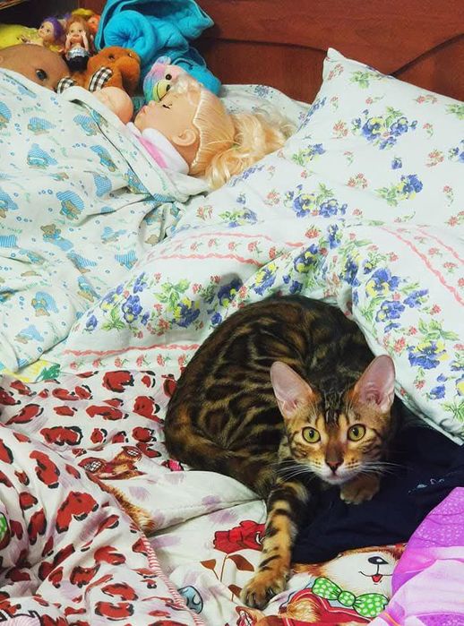 срочно продаю кошку