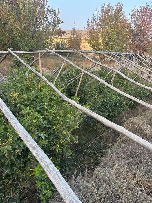 Limon ko’chatlari sotiladi