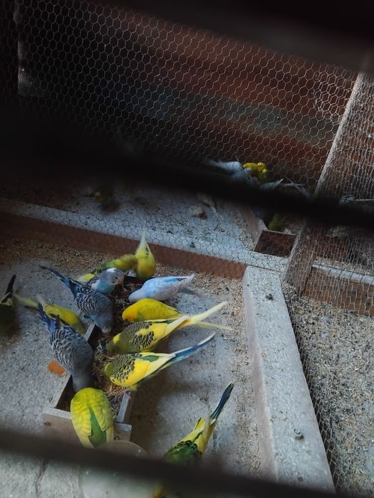 Вълнисти папагали