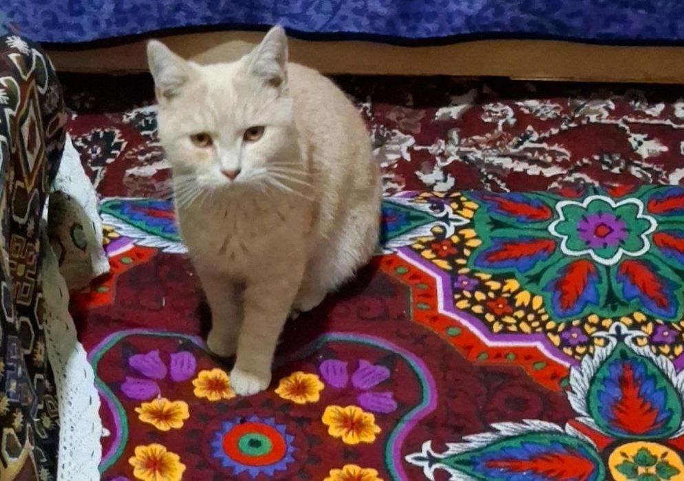 Mushuk judayam yuvosh sotiladi