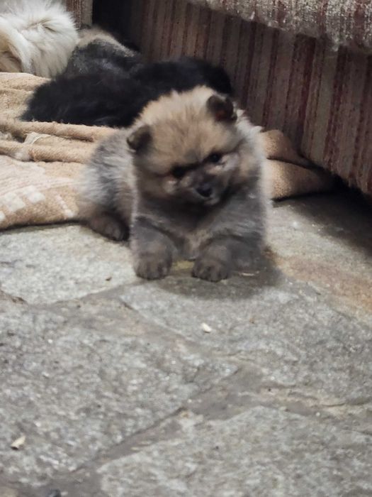 Померани пухови Мини