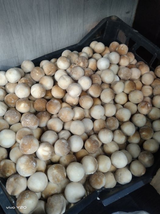 Таза қолдың құрты