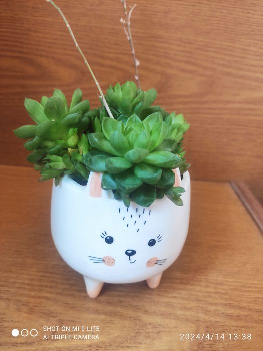 Продам укорененные сукуленты