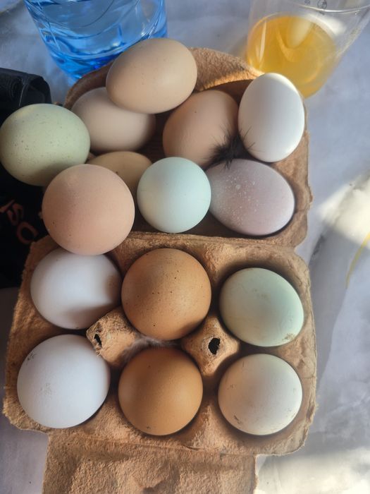 Пиленца/ пилета от стари български породи