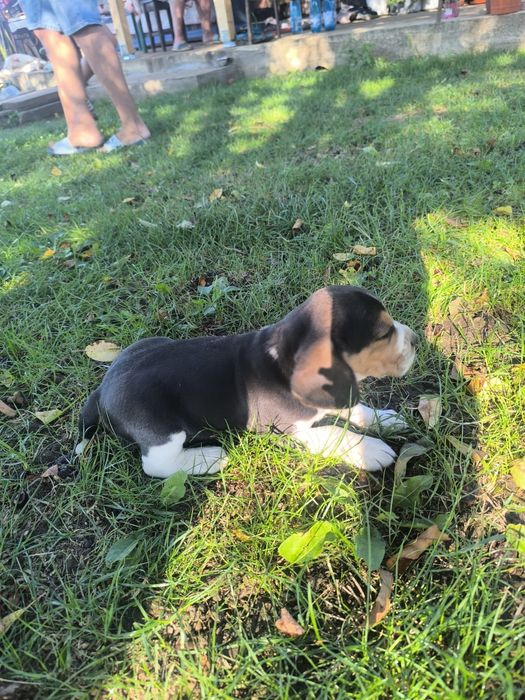 Beagle mascul  cu pedigree