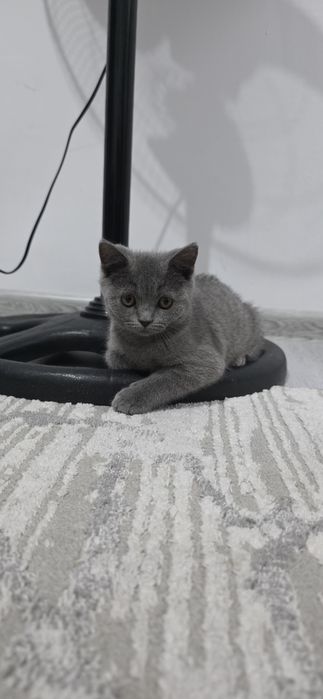 Продаются котята скотиш страйт.