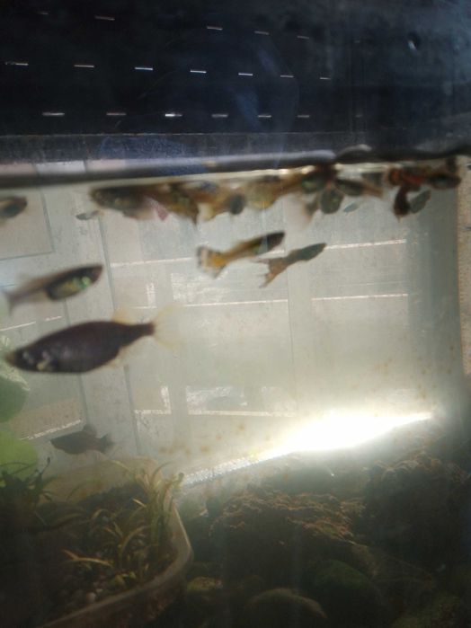 декоративни рибки гупа