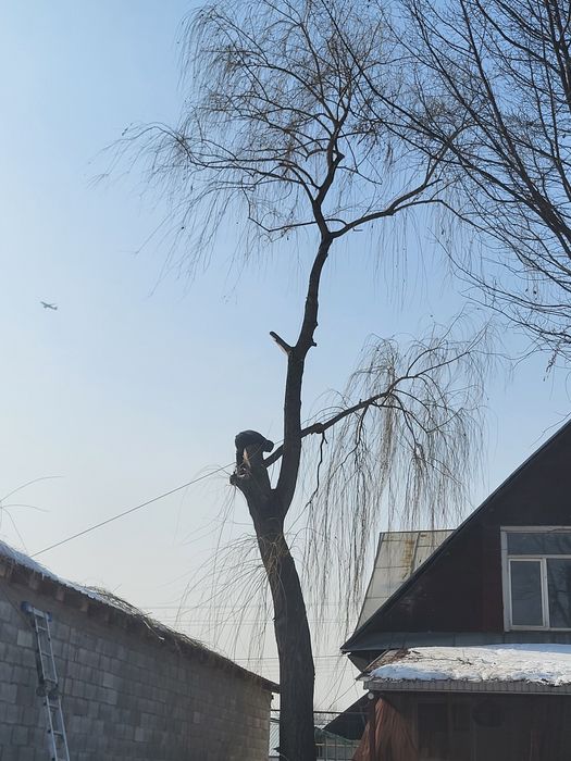 Агаш кесемиз спил деревьев