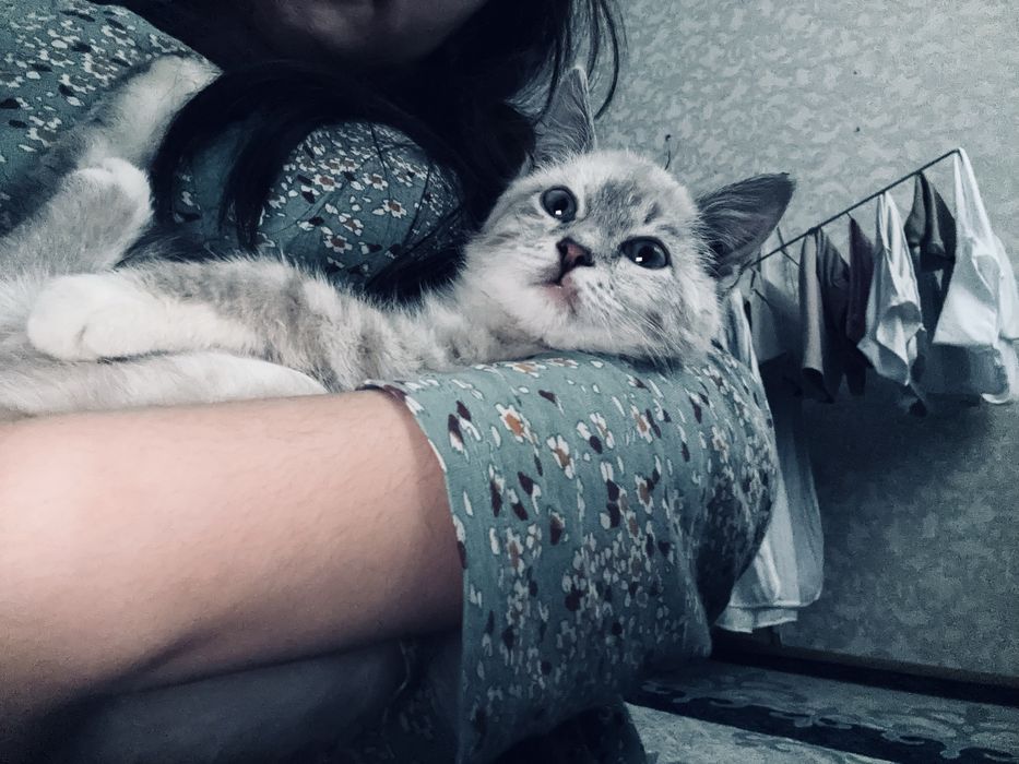 окрас линкс-пойнт.