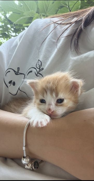 Подарявам бебе котета
