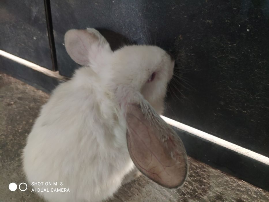 Kichkina oq quyon bor