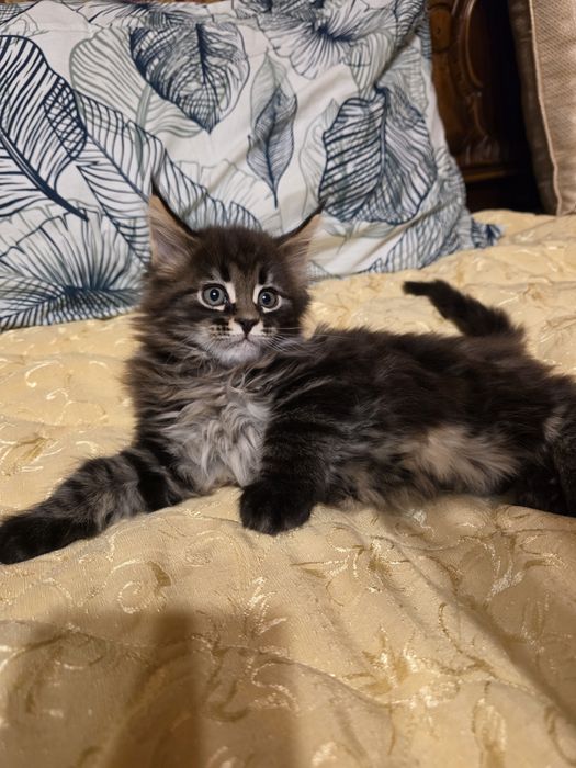 Мейн куун котета