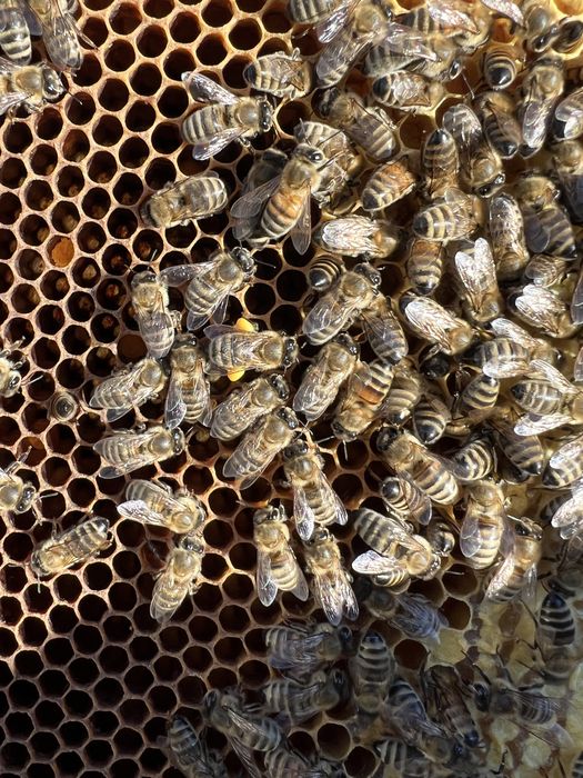 Vand miere Salcâm Polifloră Tei