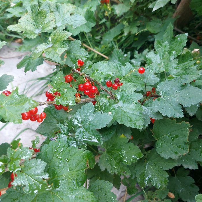 Смородина красная