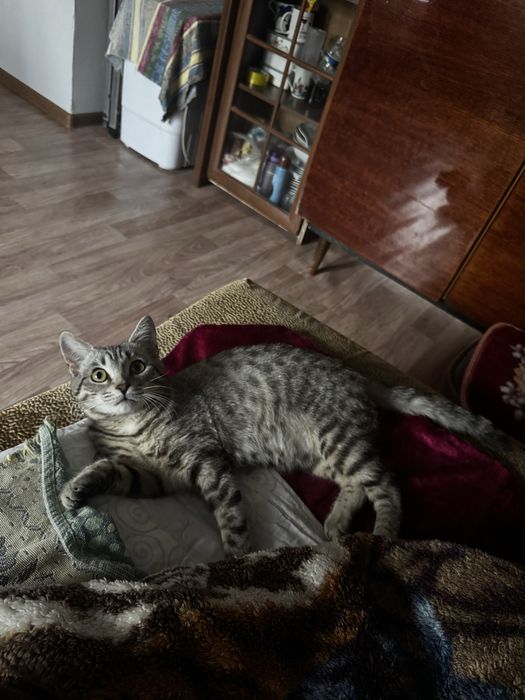 Отдам в добрые руки