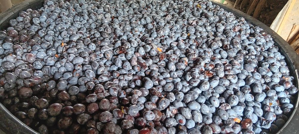 Vând Prune pt țuică