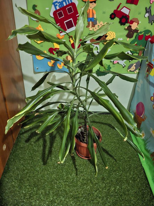 Драцена  (Dracaena fragrans), китайски  рози, бенджамин и други