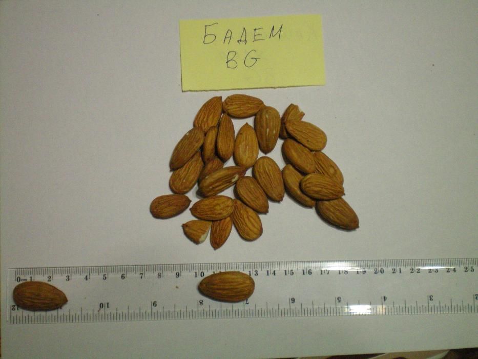 Продавам Български Кайсиеви Ядки Бадеми Орехи Лешници Стафиди Сливи.. с ...