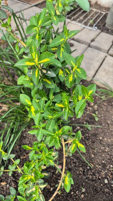 Бересклет, очитки вариегатные, хосты разные, лилейник