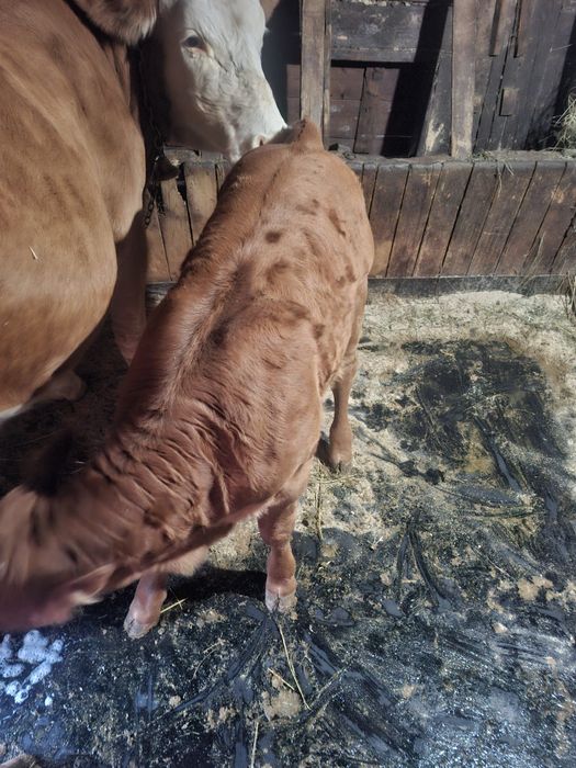 De vanzare o vaca forte buna de lapte