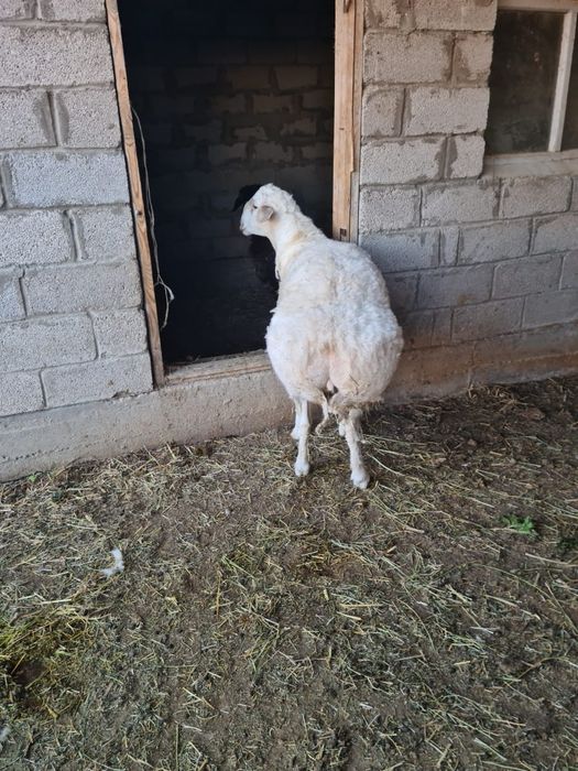 Қошқар сатылады.