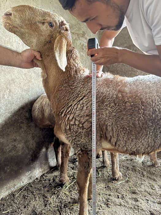 Арашан зотдор қўчқорлар