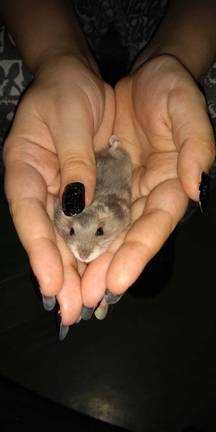 Hamsteri pitici +- Accesorii-Tunel mare si unul mic din lemn special