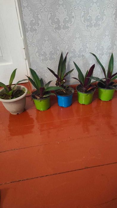 Рео, традесканция бөлме гүлі