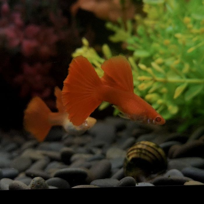 Селекционный гуппи, самец Albino Full Red Guppy