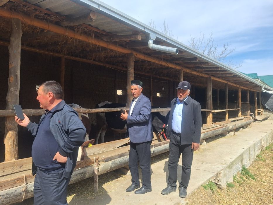 Yirik shoxli chorva mollari