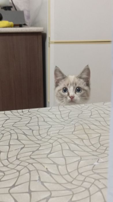 даю кошку девочку город Алматы(бесплатно)