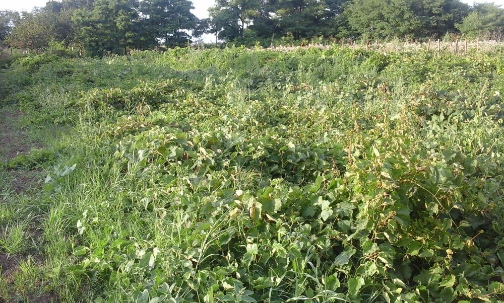 Продава се Парцел в с. Пролез, Област Добрич - 1250 кв.м за 9 €/кв.м - Снимка #7