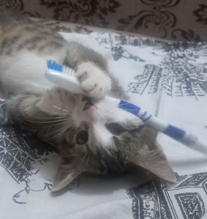 Отдам котенка мальчик