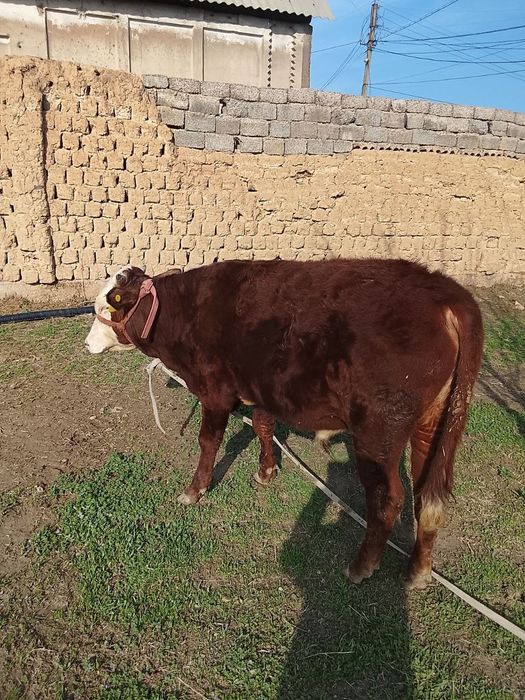 Продаются молодые быки