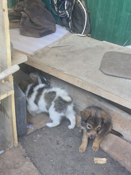 Отдам бесплатно в добрые руки