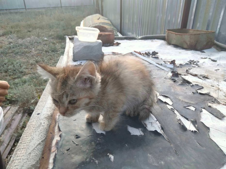 Отдам котят в добрые руки